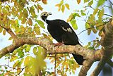 Blue-throated Piping-Guan